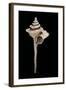 Columbarium Formosissimum-Paul Starosta-Framed Photographic Print