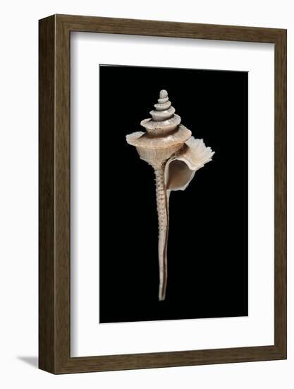Columbarium Formosissimum-Paul Starosta-Framed Photographic Print