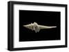 Columbarium Harrisae-Paul Starosta-Framed Photographic Print