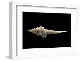 Columbarium Harrisae-Paul Starosta-Framed Photographic Print