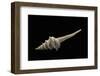 Columbarium Harrisae-Paul Starosta-Framed Photographic Print