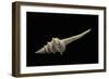 Columbarium Harrisae-Paul Starosta-Framed Photographic Print