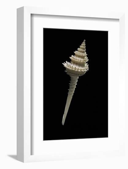 Columbarium Hystriculum-Paul Starosta-Framed Photographic Print