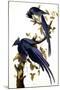 Columbia Jay, 1830,-John James Audubon-Mounted Giclee Print