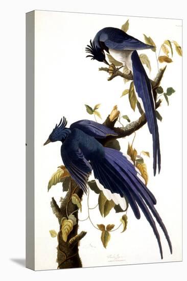 Columbia Jay, 1830,-John James Audubon-Stretched Canvas