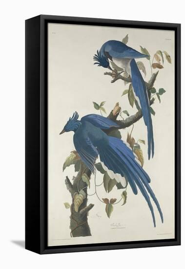 Columbia Jay, 1830-John James Audubon-Framed Stretched Canvas