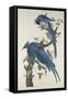 Columbia Jay, 1830-John James Audubon-Framed Stretched Canvas