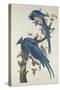 Columbia Jay, 1830-John James Audubon-Stretched Canvas