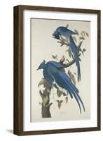 Columbia Jay, 1830-John James Audubon-Framed Giclee Print
