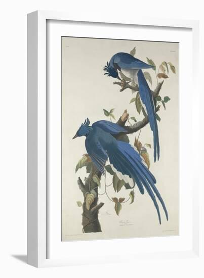 Columbia Jay, 1830-John James Audubon-Framed Giclee Print