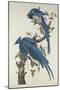 Columbia Jay, 1830-John James Audubon-Mounted Giclee Print