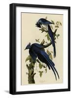 Columbia Jay-null-Framed Giclee Print