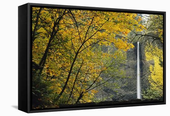 Columbia, Latourell Falls with Fall Leaves Columbia River Gorge-Jamie & Judy Wild-Framed Stretched Canvas