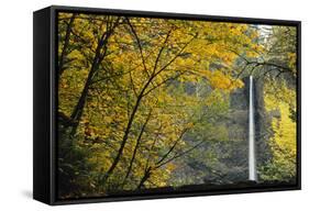 Columbia, Latourell Falls with Fall Leaves Columbia River Gorge-Jamie & Judy Wild-Framed Stretched Canvas