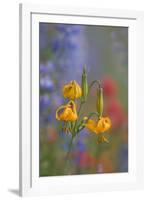 Columbia Lily and lupine and Indian Paintbrush wildflowers at Hurricane Ridge, Olympic NP.-Gary Luhm-Framed Photographic Print