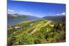 Columbia River Gorge from Crown Point, Oregon, Columbia River Gorge National Scenic Area, Oregon-Craig Tuttle-Mounted Photographic Print