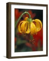 Columbia Tiger Lily, Stampede Pass, Cascade Mountains, Washington, USA-Darrell Gulin-Framed Photographic Print