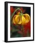 Columbia Tiger Lily, Stampede Pass, Cascade Mountains, Washington, USA-Darrell Gulin-Framed Photographic Print