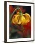 Columbia Tiger Lily, Stampede Pass, Cascade Mountains, Washington, USA-Darrell Gulin-Framed Photographic Print