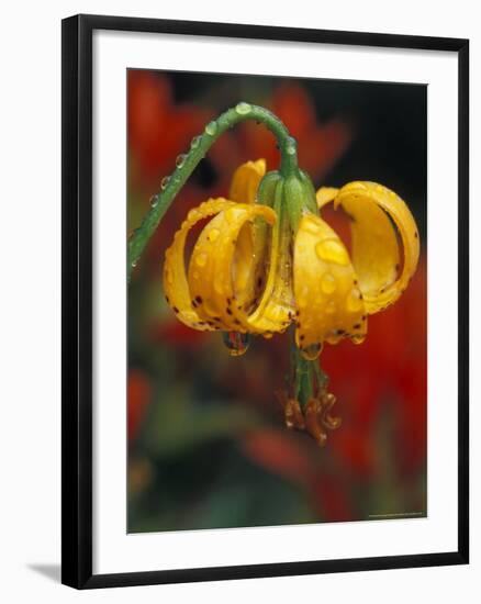 Columbia Tiger Lily, Stampede Pass, Cascade Mountains, Washington, USA-Darrell Gulin-Framed Photographic Print