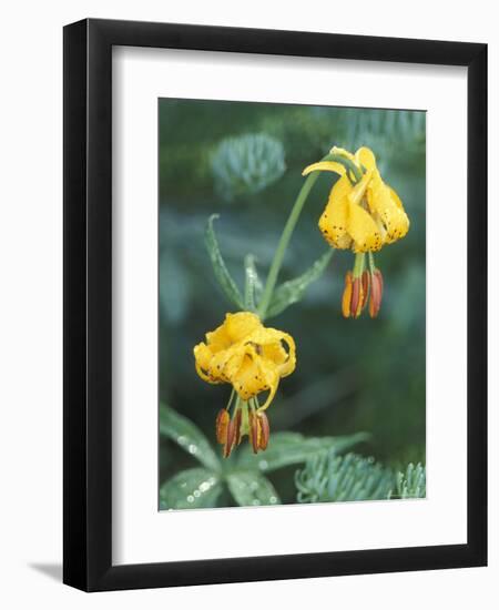 Columbia Tigerlily among Fir Boughs in Hurricane Ridge, Olympic National Park, Washington, USA-null-Framed Photographic Print