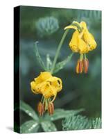 Columbia Tigerlily among Fir Boughs in Hurricane Ridge, Olympic National Park, Washington, USA-null-Stretched Canvas