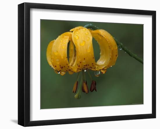 Columbia Tigerlily, Columbia Gorge, Oregon, USA-null-Framed Photographic Print