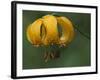 Columbia Tigerlily, Columbia Gorge, Oregon, USA-null-Framed Photographic Print