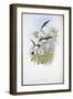 Columbian Fairy (Heliothrix Barroti) (Hand-Coloured Litho)-John (after) Gould-Framed Giclee Print