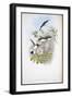 Columbian Fairy (Heliothrix Barroti) (Hand-Coloured Litho)-John (after) Gould-Framed Giclee Print