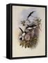 Columbian Fairy, Heliothrix Barroti-John Gould-Framed Stretched Canvas