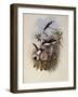 Columbian Fairy, Heliothrix Barroti-John Gould-Framed Giclee Print