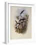 Columbian Fairy, Heliothrix Barroti-John Gould-Framed Giclee Print