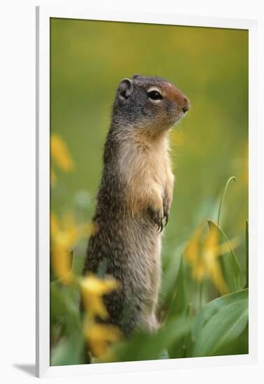 Columbian Ground Squirrel Among Glacier Lilies, Glacier National Park, Montana, Usa-John Barger-Framed Premium Photographic Print