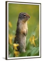 Columbian Ground Squirrel Among Glacier Lilies, Glacier National Park, Montana, Usa-John Barger-Framed Premium Photographic Print