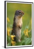 Columbian Ground Squirrel Among Glacier Lilies, Glacier National Park, Montana, Usa-John Barger-Framed Premium Photographic Print