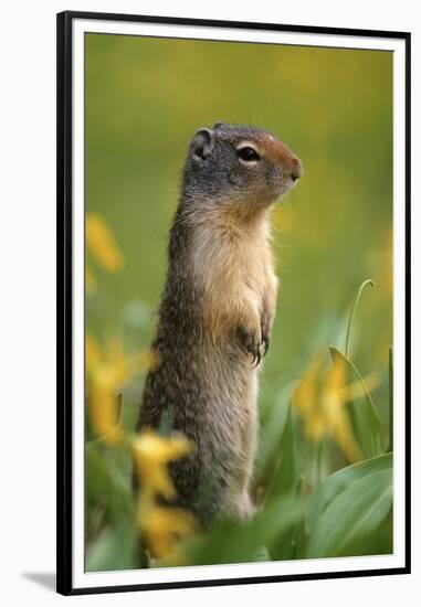 Columbian Ground Squirrel Among Glacier Lilies, Glacier National Park, Montana, Usa-John Barger-Framed Premium Photographic Print