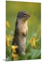 Columbian Ground Squirrel Among Glacier Lilies, Glacier National Park, Montana, Usa-John Barger-Mounted Premium Photographic Print