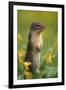 Columbian Ground Squirrel Among Glacier Lilies, Glacier National Park, Montana, Usa-John Barger-Framed Premium Photographic Print