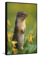 Columbian Ground Squirrel Among Glacier Lilies, Glacier National Park, Montana, Usa-John Barger-Framed Stretched Canvas