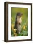 Columbian Ground Squirrel Among Glacier Lilies, Glacier National Park, Montana, Usa-John Barger-Framed Photographic Print