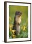 Columbian Ground Squirrel Among Glacier Lilies, Glacier National Park, Montana, Usa-John Barger-Framed Photographic Print