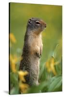 Columbian Ground Squirrel Among Glacier Lilies, Glacier National Park, Montana, Usa-John Barger-Stretched Canvas