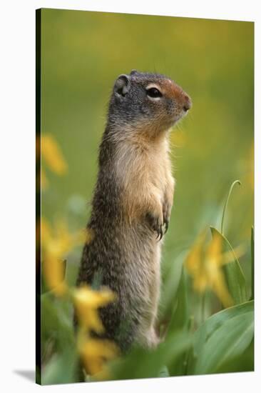 Columbian Ground Squirrel Among Glacier Lilies, Glacier National Park, Montana, Usa-John Barger-Stretched Canvas