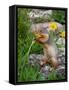 Columbian Ground Squirrel Eating Flower-null-Framed Stretched Canvas