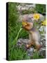 Columbian Ground Squirrel Eating Flower-null-Stretched Canvas