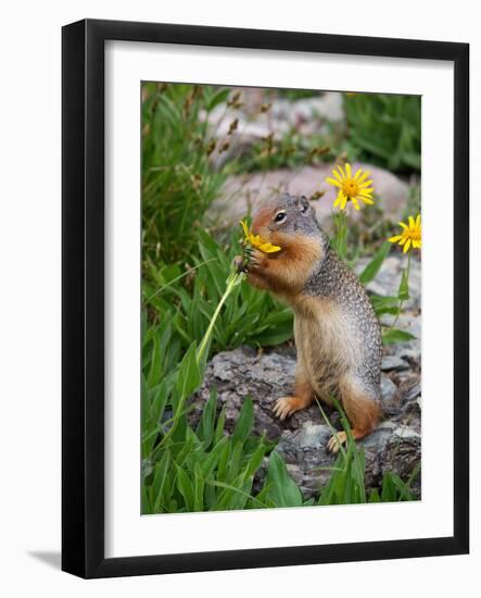 Columbian Ground Squirrel Eating Flower-null-Framed Photographic Print