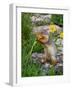 Columbian Ground Squirrel Eating Flower-null-Framed Photographic Print