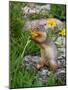 Columbian Ground Squirrel Eating Flower-null-Mounted Photographic Print