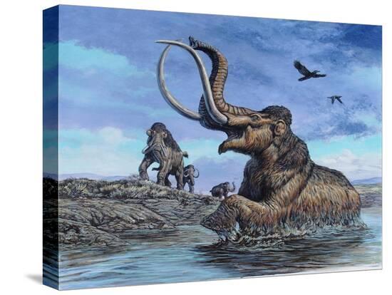 Stretched Canvas Print, , large